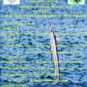 Storia della pesca del Pesce Spada nello Stretto di Messina